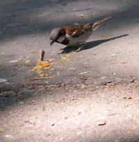 eating off the ground